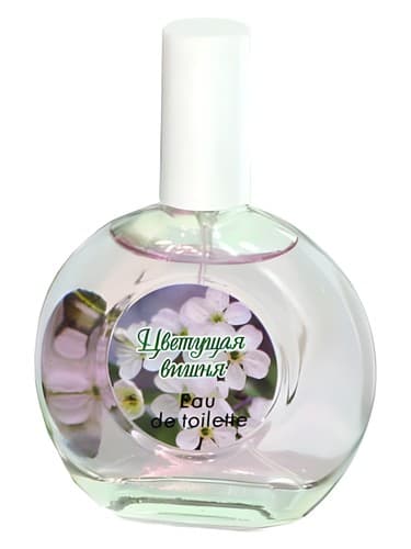 Cherry Blossom Цветущая Вишня