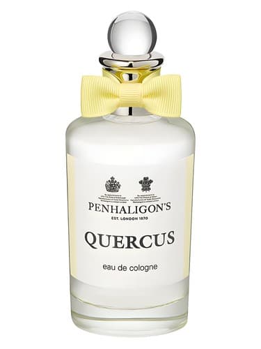 Quercus - کوئرکوس